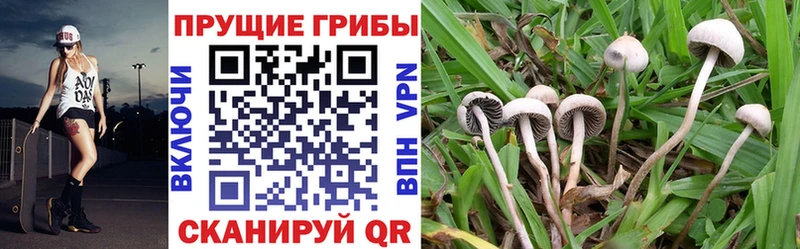 Купить где Неман Галлюциногенные грибы Psilocybine cubensis